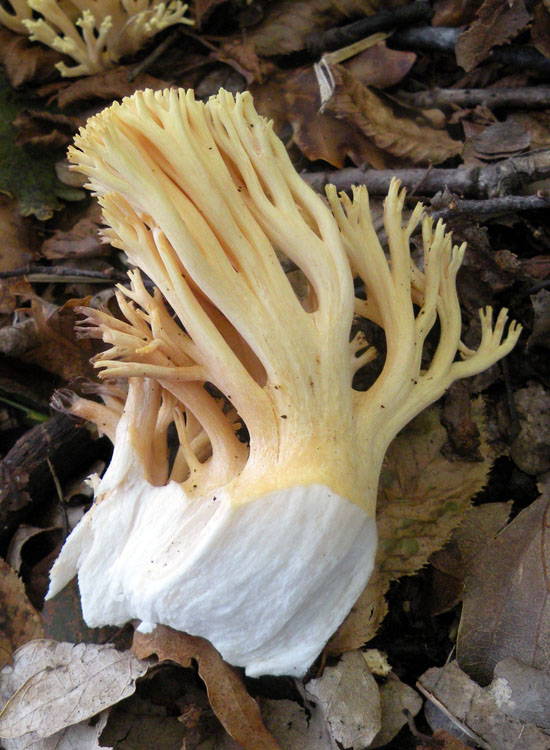 Ramaria pallida?